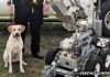 police dog dies heat