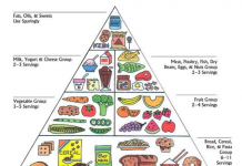 food pyramid