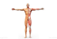 Leftists say “Adam’s apple,” “Achilles tendon” are “sexist” body parts leftists body parts