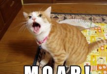 We Must Have MOAR: Almost Everyone In Washington Seems To Agree That More Free Money Will Fix The Economy MOAR!