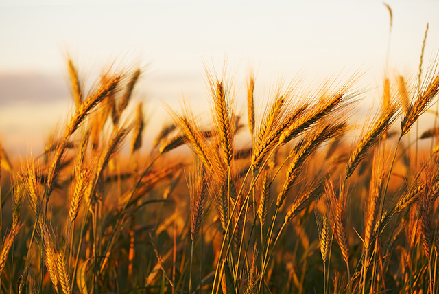 triticale-wheat-4 shortages