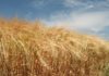 Inflation, halting of exports and now failing crops: The wheat apocalypse is upon us wheat apocalypse